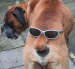 DogShit avatar