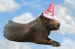 TheHunterCapybara avatar
