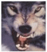 Wolfud avatar