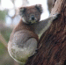 Koala007 avatar