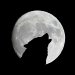 AMHO avatar
