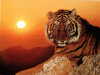 Tiger avatar