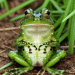 gruenerfrosch avatar