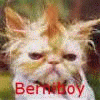 Berniboy avatar