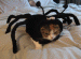 catspider avatar