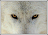 WolfOne avatar