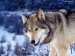 Wolf529 avatar